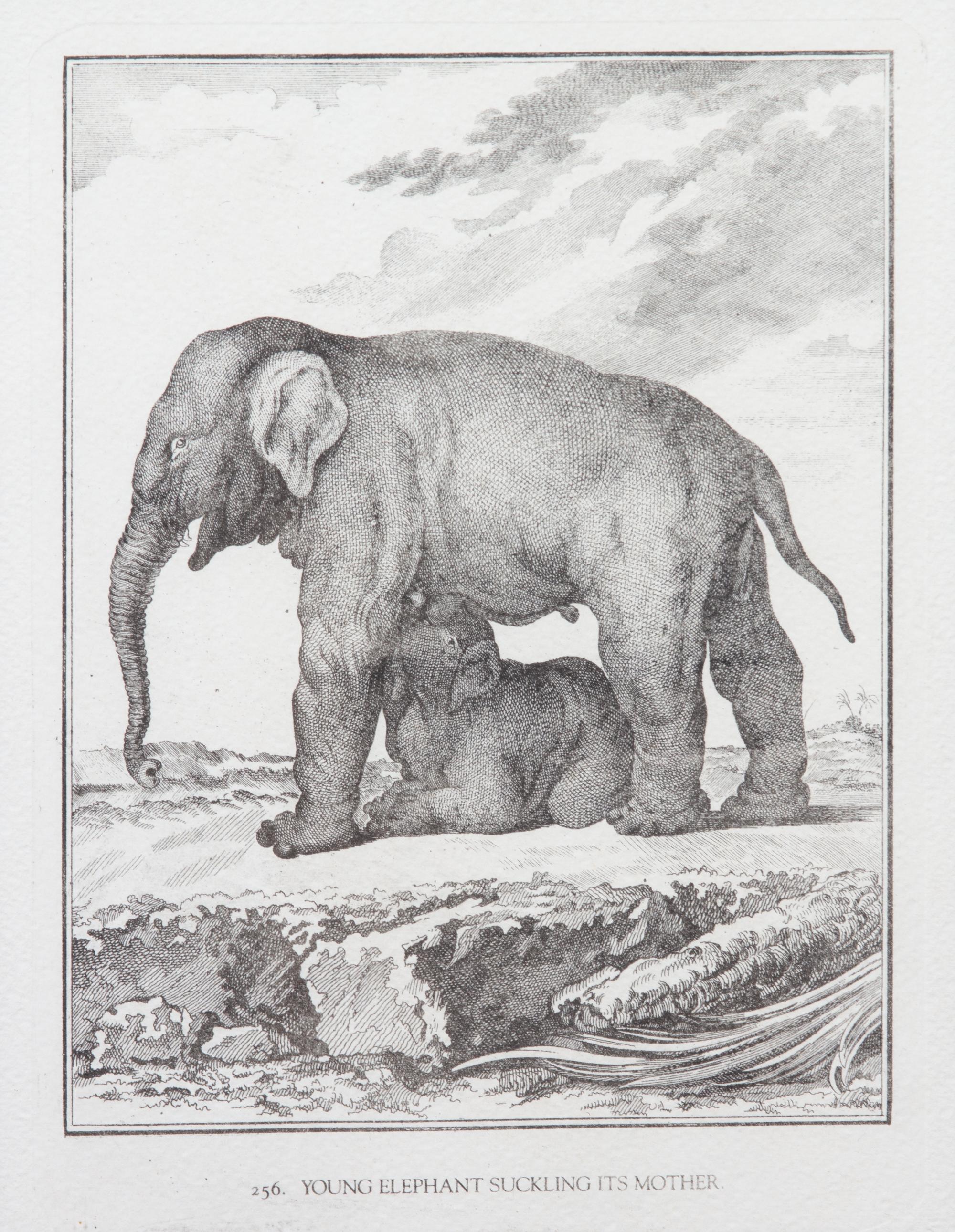 A Collection of Twenty Framed Black & White Animal Prints Framed size 21 3/4 x 19 1/2 inches. — 20TH CENTURY