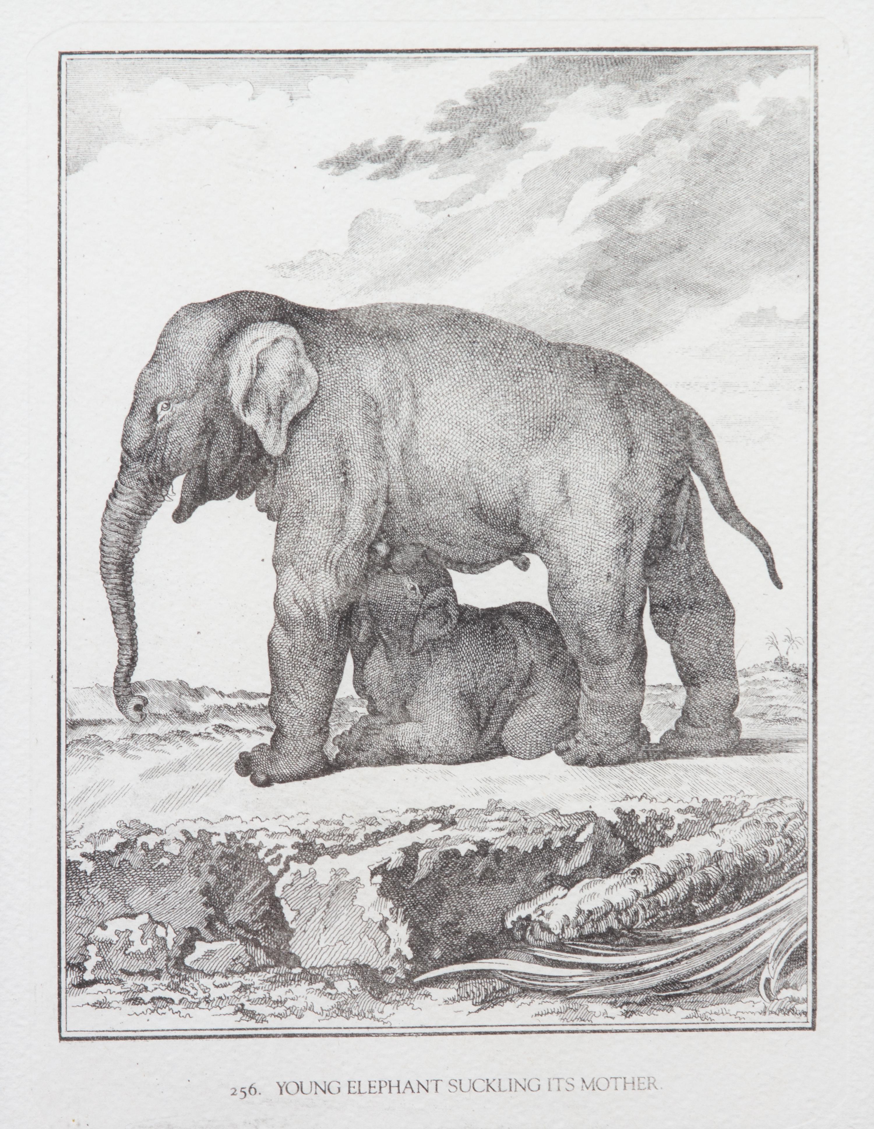 A Collection of Twenty Framed Black & White Animal Prints Framed size 21 3/4 x 19 1/2 inches. — 20TH CENTURY