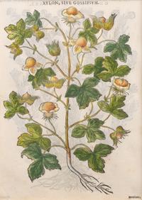 A Group of Eight Hand Colored Engravings Possibly After Matthias de l'Obel — 19TH CENTURY