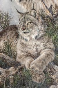 Bobcats