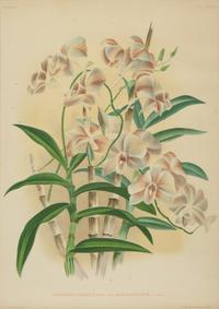 A Set of Twelve Framed Botanical Lithographs