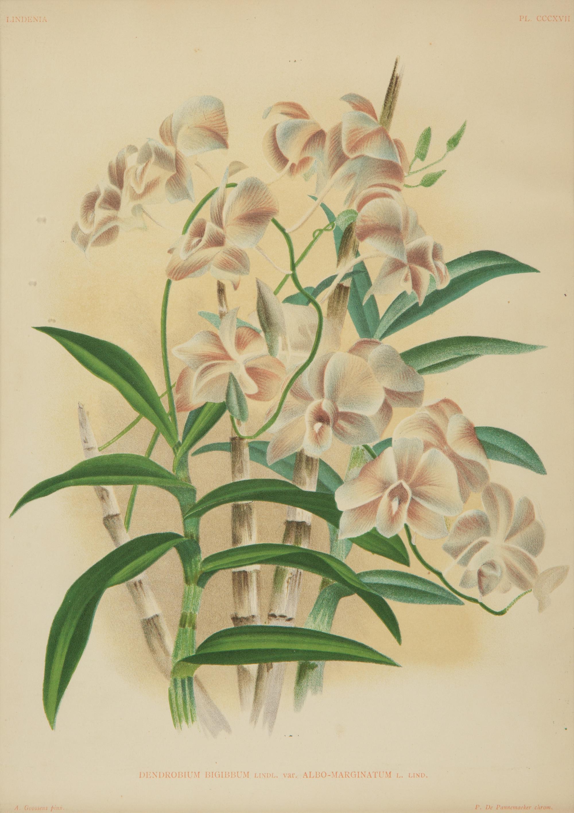 A Set of Twelve Framed Botanical Lithographs