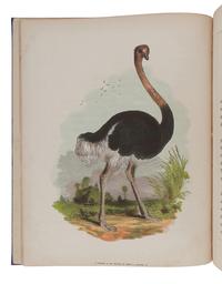 ASHMEAD, Henry B. The Illustrated Book of Natural History. Philadelphia: Ashmead & Evans, 1859.