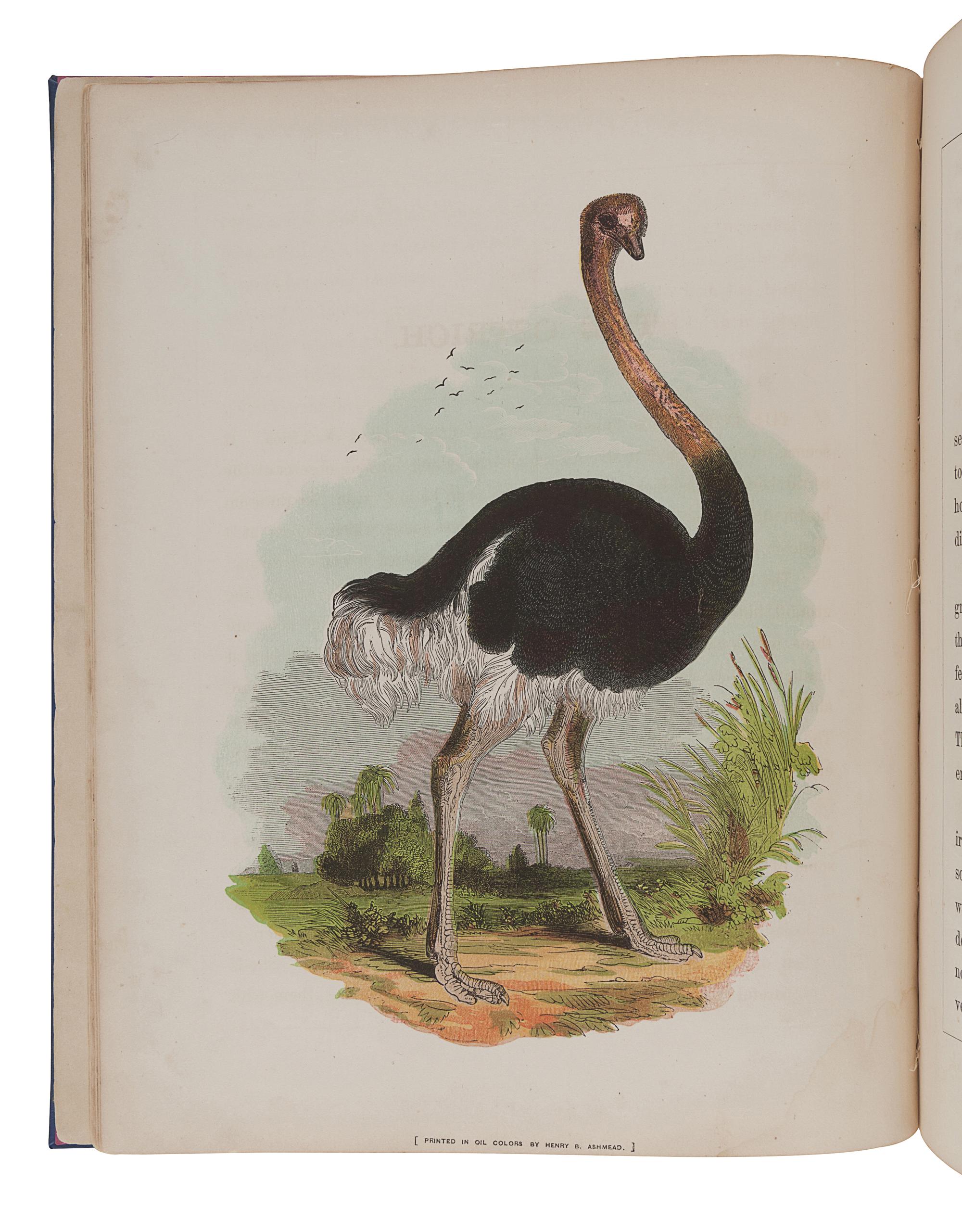 ASHMEAD, Henry B. The Illustrated Book of Natural History. Philadelphia: Ashmead & Evans, 1859.