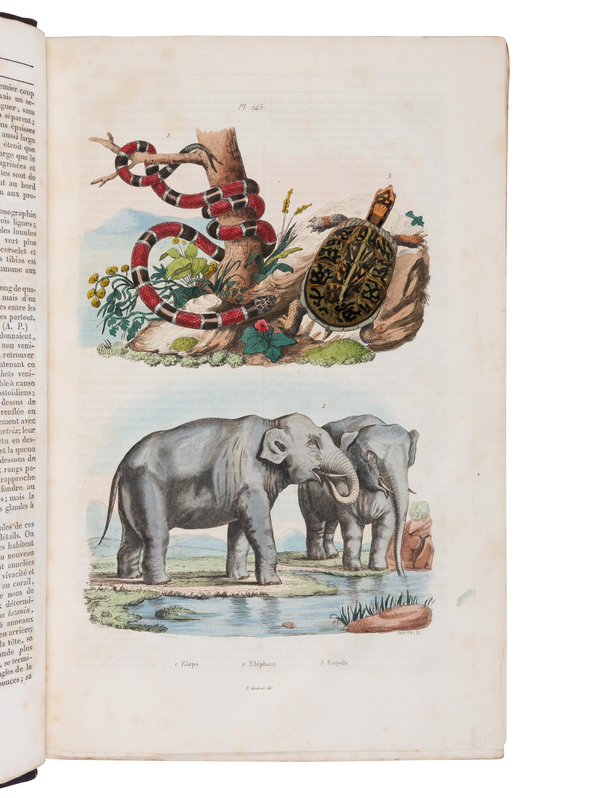 [NATURAL HISTORY]. GUERIN, Félix Édouard (1799-1874). Dictionnaire pittoresque d'histoire naturelle et des phénomènes de la nature . Paris: Au Bureau de Souscription, 1834-1839.