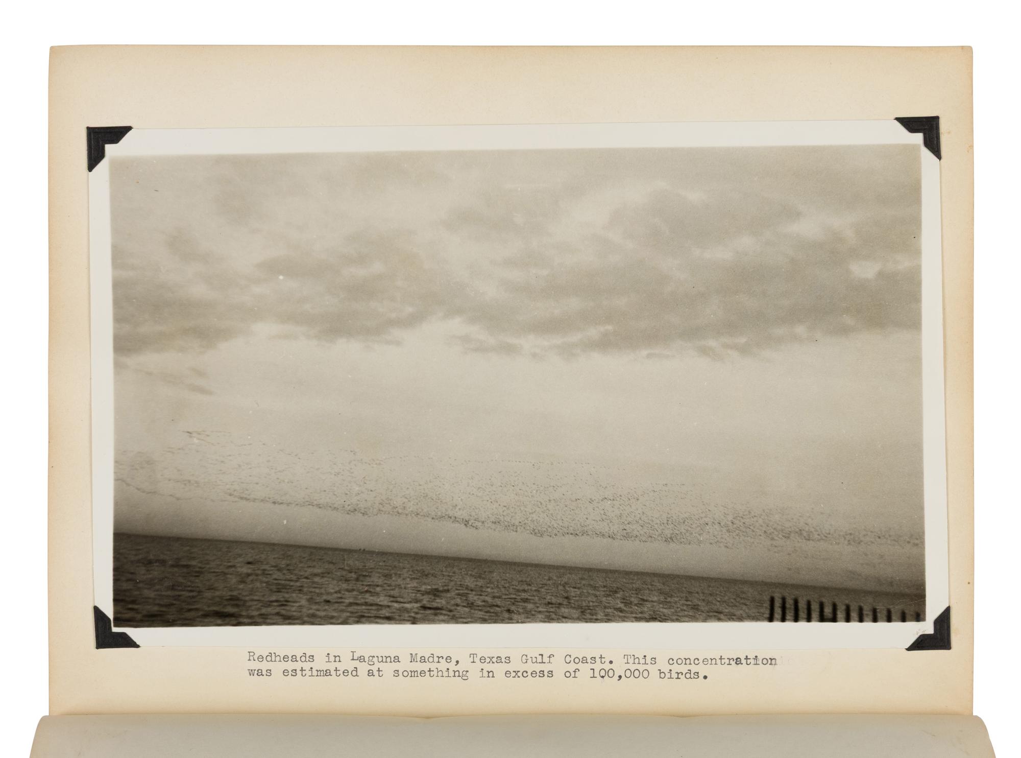 [Natural History] Gillham, Charles Edward. Group of 4 typewritten ornithological field reports, 1936-1939