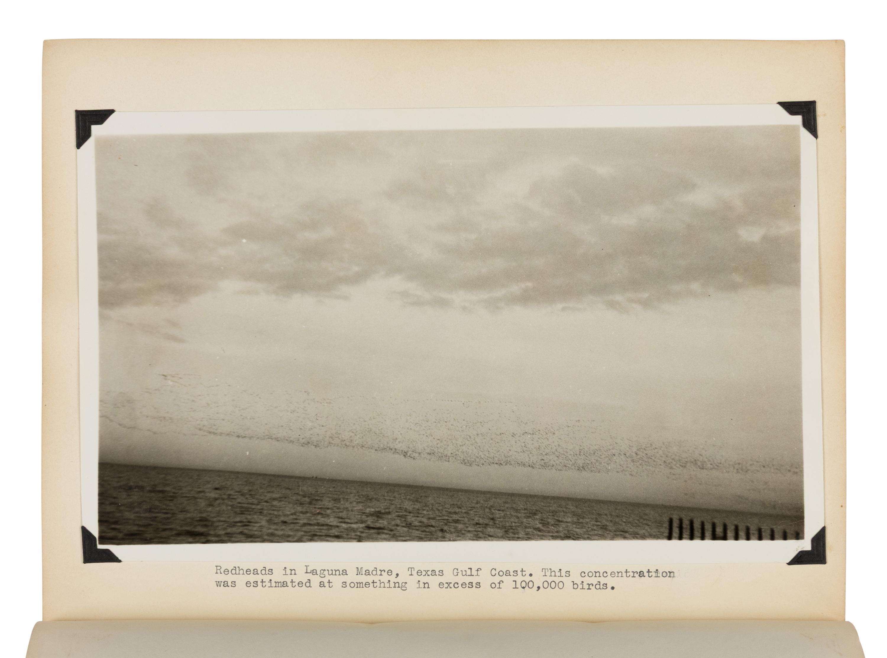 [Natural History] Gillham, Charles Edward. Group of 4 typewritten ornithological field reports, 1936-1939
