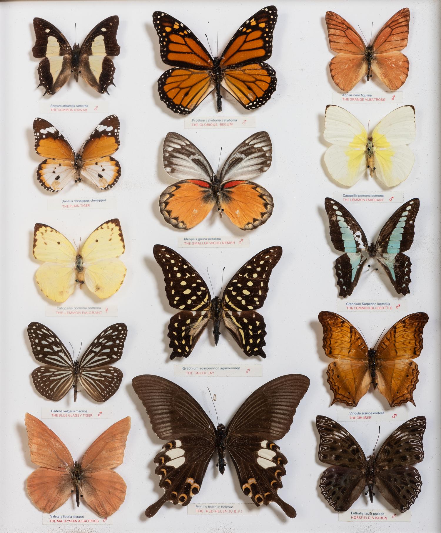 Five Framed Groups of Lepidopterological Specimens