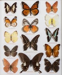 Five Framed Groups of Lepidopterological Specimens