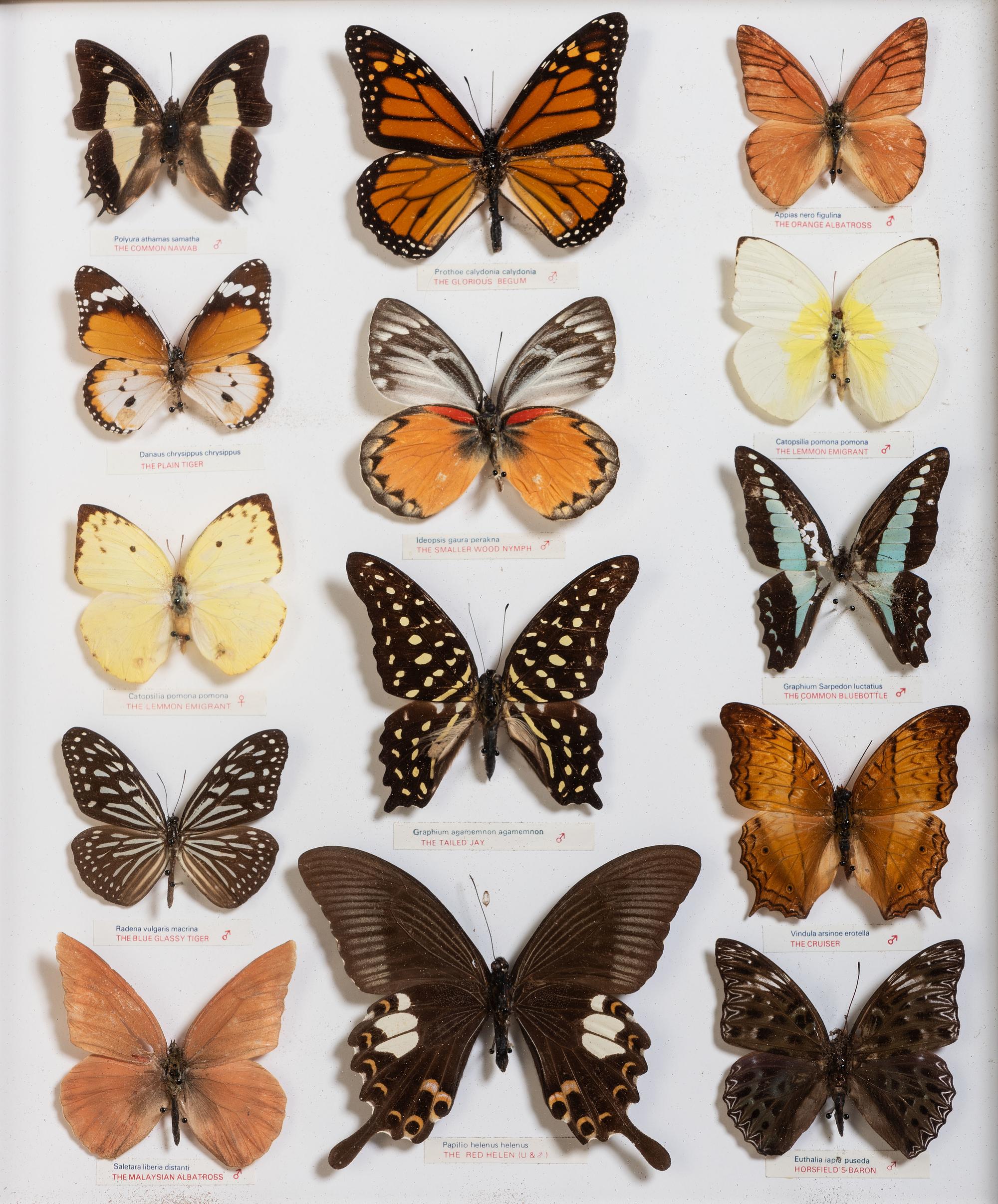 Five Framed Groups of Lepidopterological Specimens