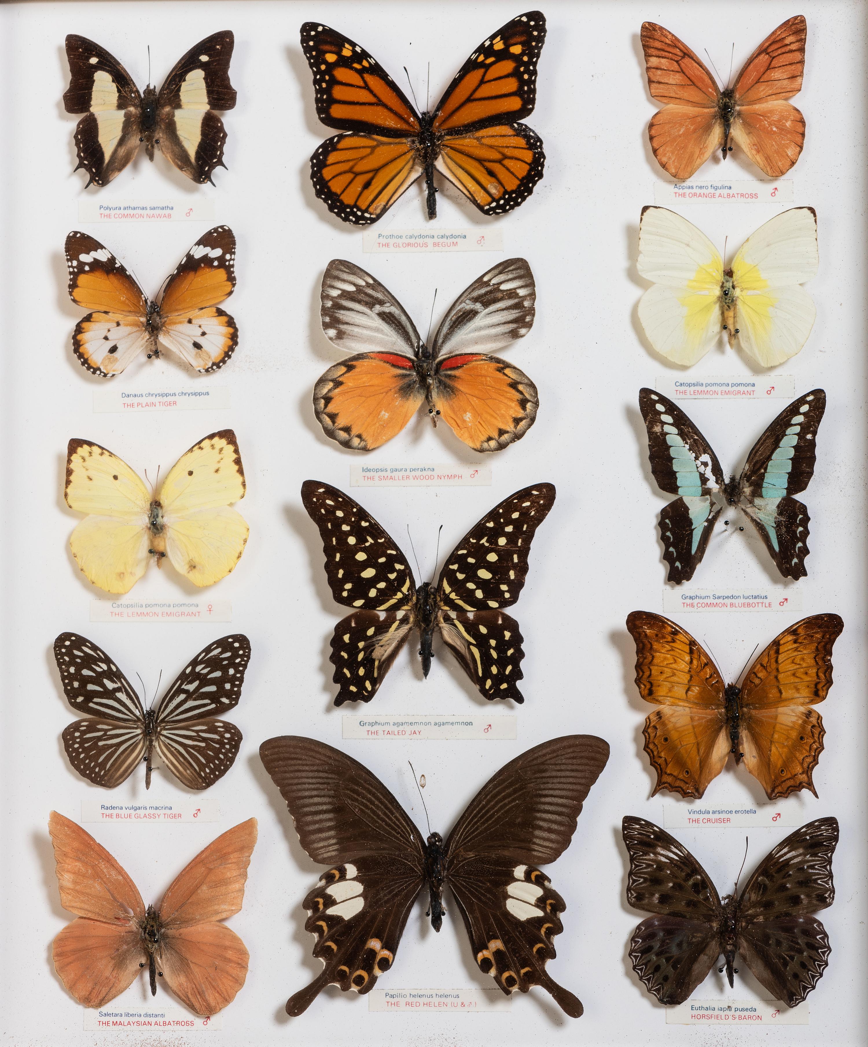 Five Framed Groups of Lepidopterological Specimens