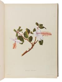 [NATURAL HISTORY]. SINCLAIR, Isabella [Mrs. Francis, Jr.]. Indigenous Flowers of the Hawaiian Islands. Forty-four Plates Painted in Water-colours and Described . London: Sampson Low, Marston, Searle, and Rivington, 1885.