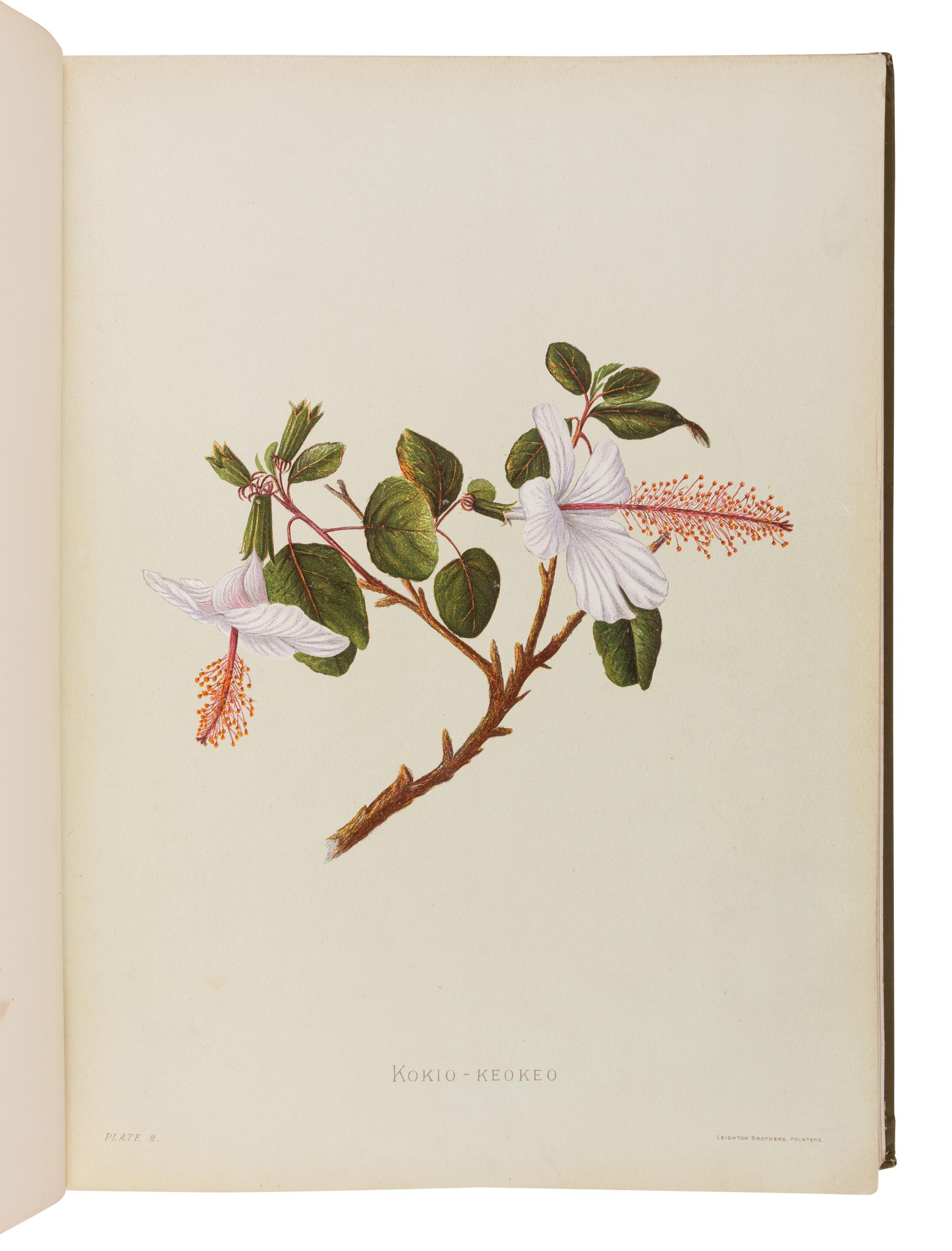 [NATURAL HISTORY]. SINCLAIR, Isabella [Mrs. Francis, Jr.]. Indigenous Flowers of the Hawaiian Islands. Forty-four Plates Painted in Water-colours and Described . London: Sampson Low, Marston, Searle, and Rivington, 1885.