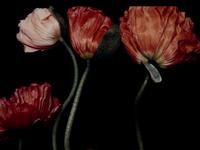 Three Poppies One and Spectrum of Five Poppies One (Pair of Works)