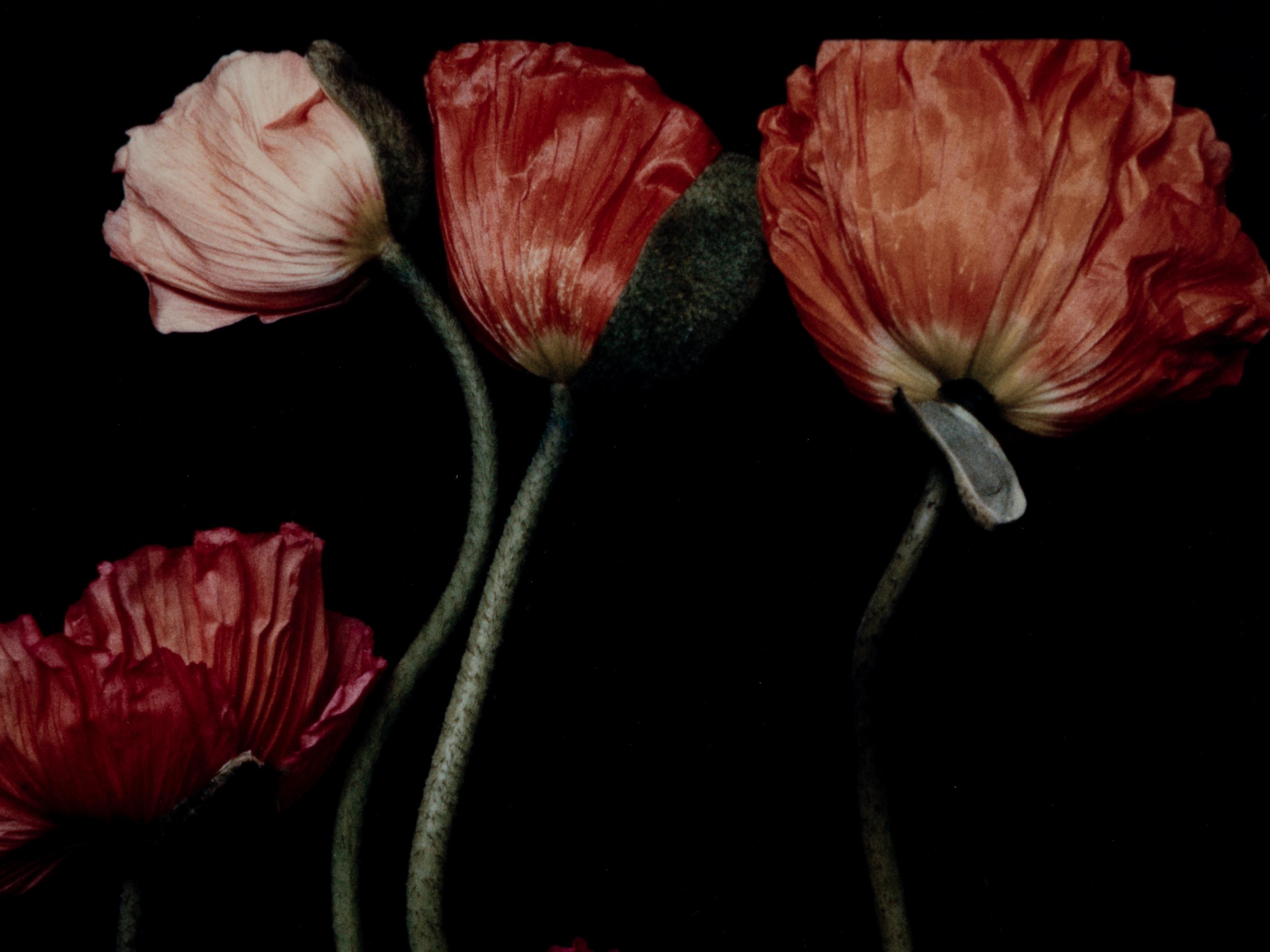 Three Poppies One and Spectrum of Five Poppies One (Pair of Works)