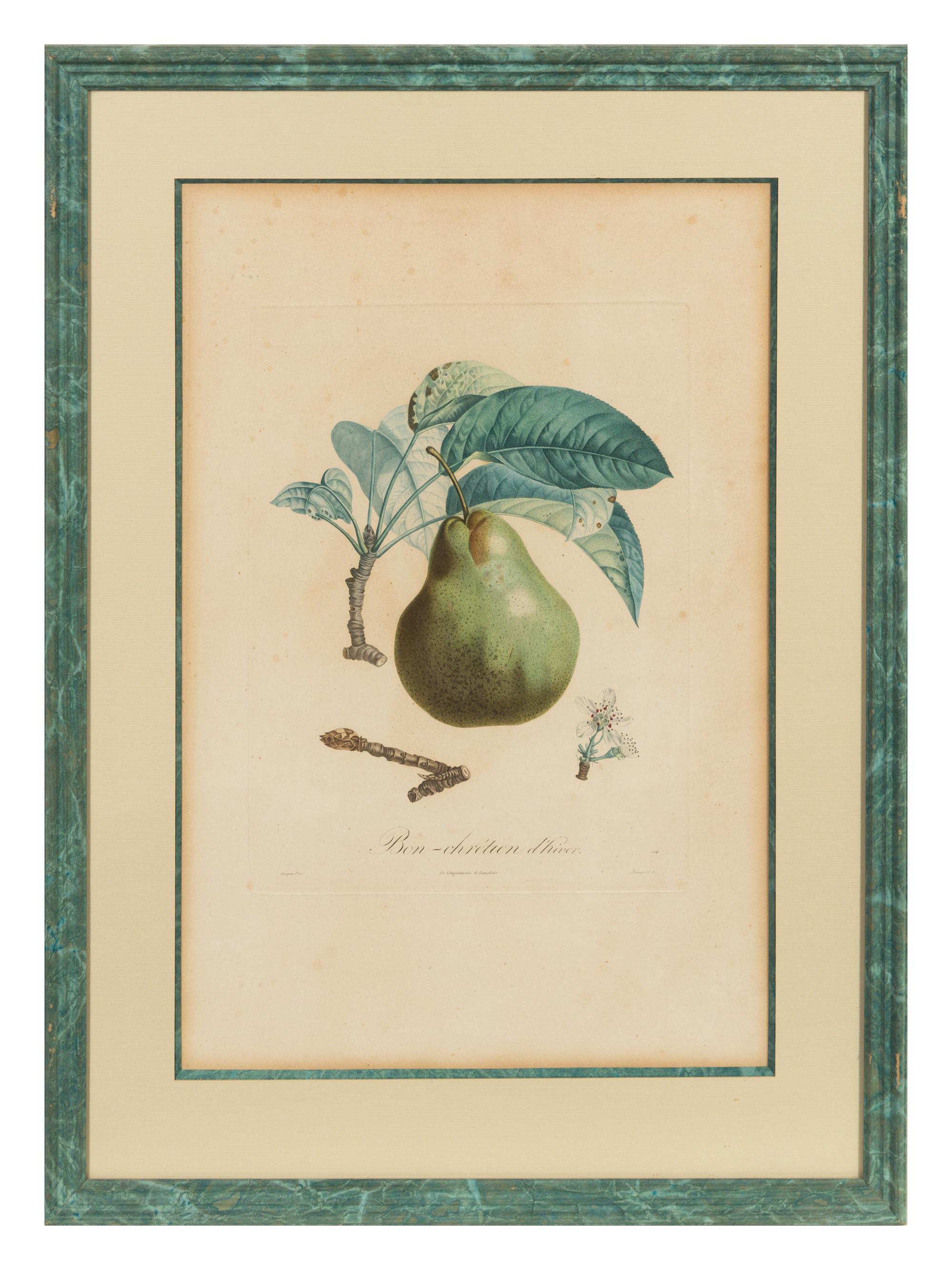A Set of Six Botanical Prints 19 x 12 1/2 inches. — 19TH CENTURY