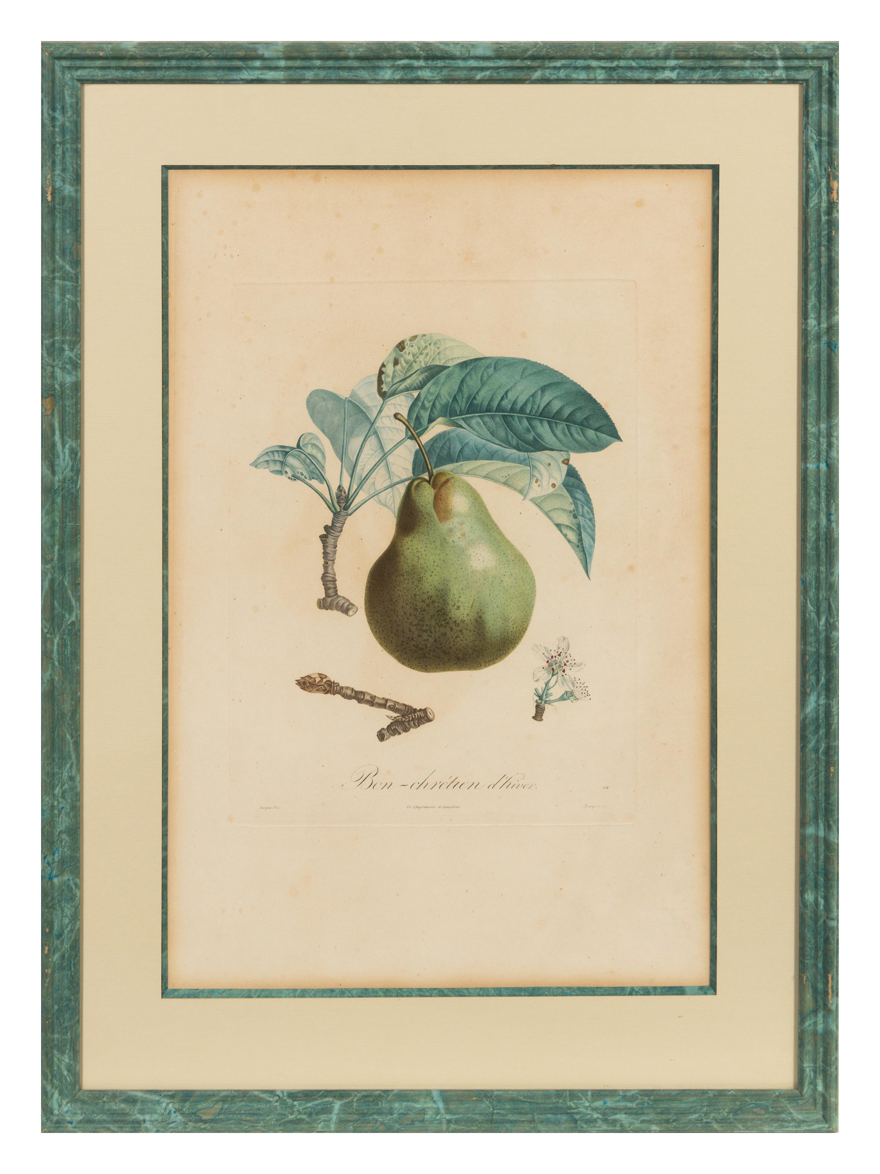 A Set of Six Botanical Prints 19 x 12 1/2 inches. — 19TH CENTURY