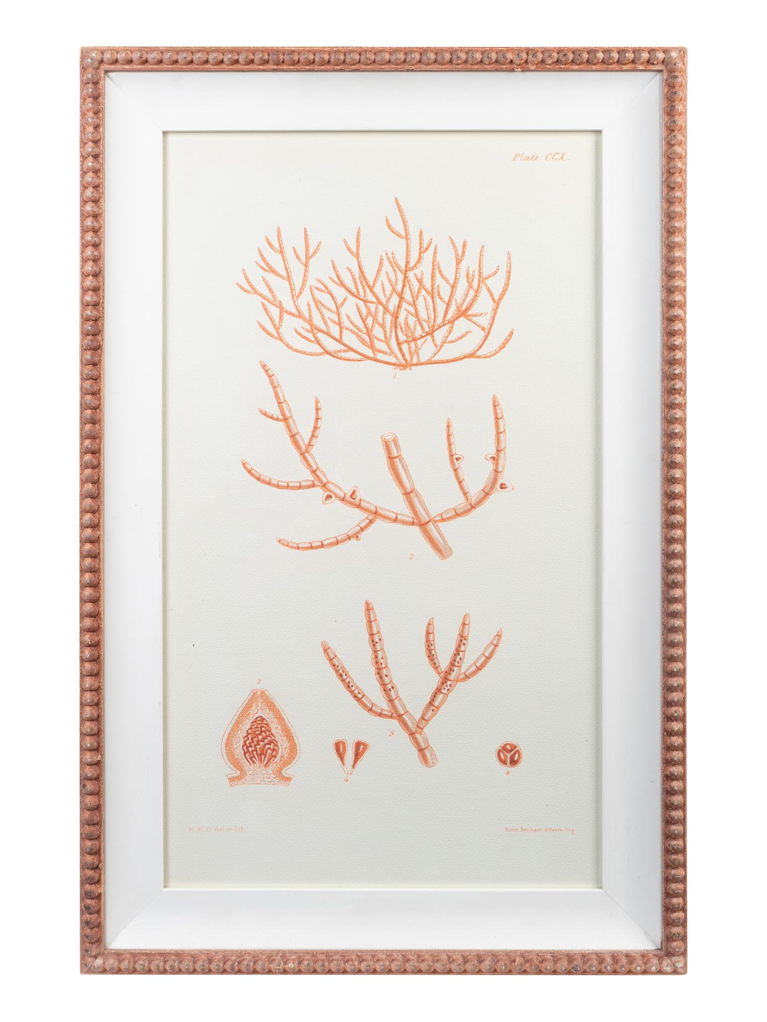 A Set of Three Framed Decorative Prints of Coral — 20TH CENTURY