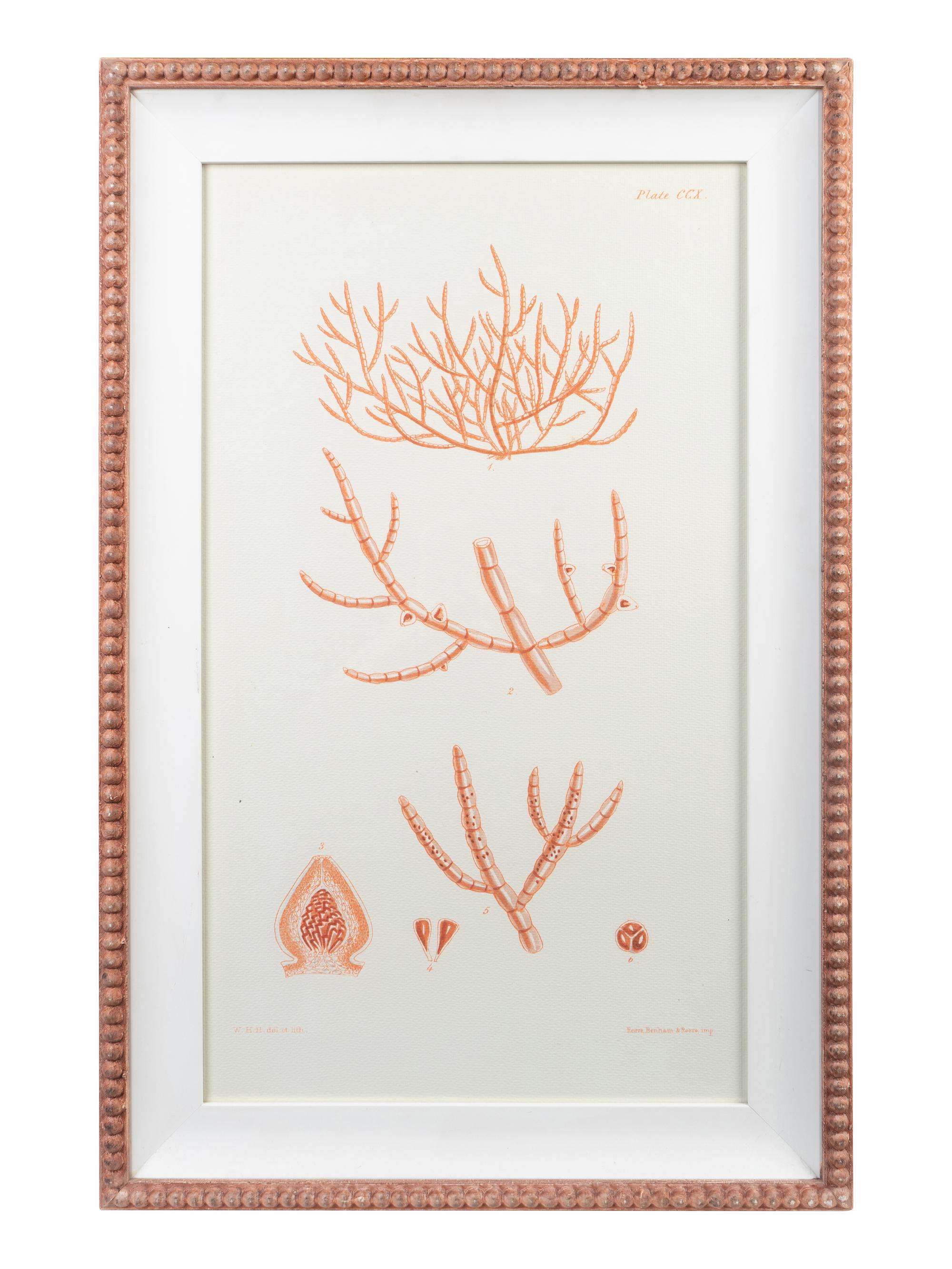 A Set of Three Framed Decorative Prints of Coral — 20TH CENTURY