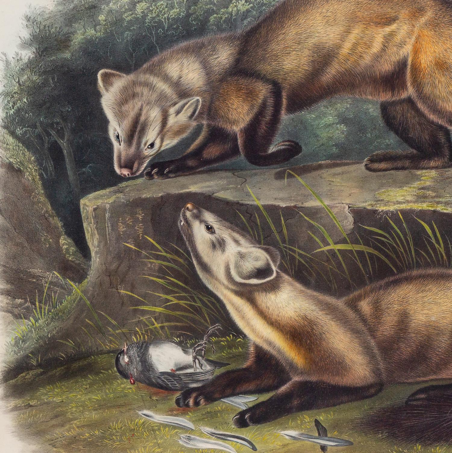 AUDUBON, John James (1785-1851), after Pine Marten (Plate CXXXVIII) Mustela Martes