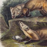 AUDUBON, John James (1785-1851), after Pine Marten (Plate CXXXVIII) Mustela Martes