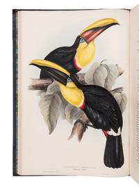 [NATURAL HISTORY]. GOULD, John (1804-1881). A Monograph of the Ramphastidae, or Family of Toucans . London: Published by the Author, [1833-] 1834 [-1835].