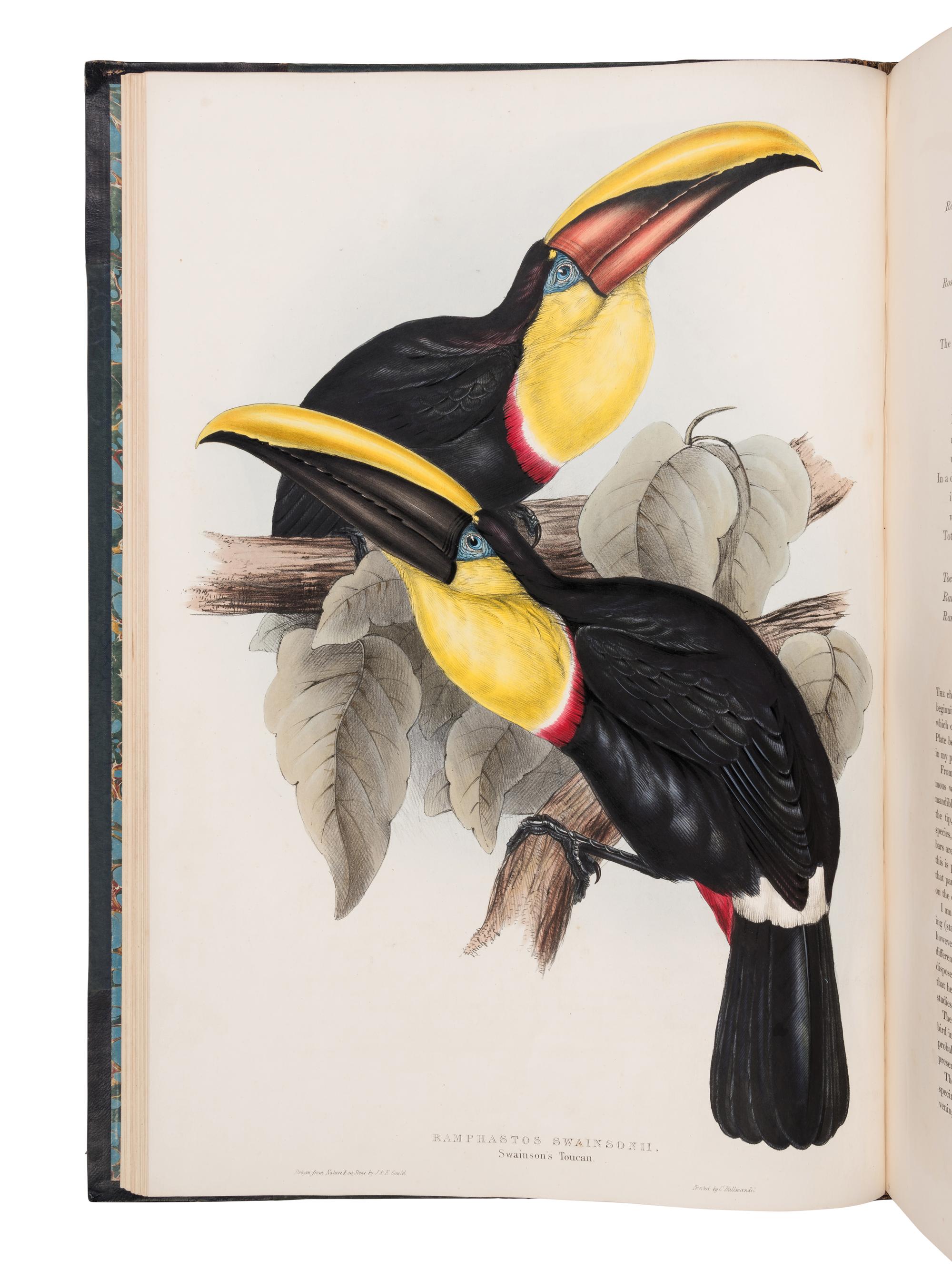 [NATURAL HISTORY]. GOULD, John (1804-1881). A Monograph of the Ramphastidae, or Family of Toucans . London: Published by the Author, [1833-] 1834 [-1835].