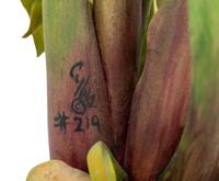 A Cybis Porcelain Calla Lily Group