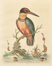George Edwards (English, 1694-1773), A Set of Twelve Framed Hand-Colored Engravings Depicting Various Birds