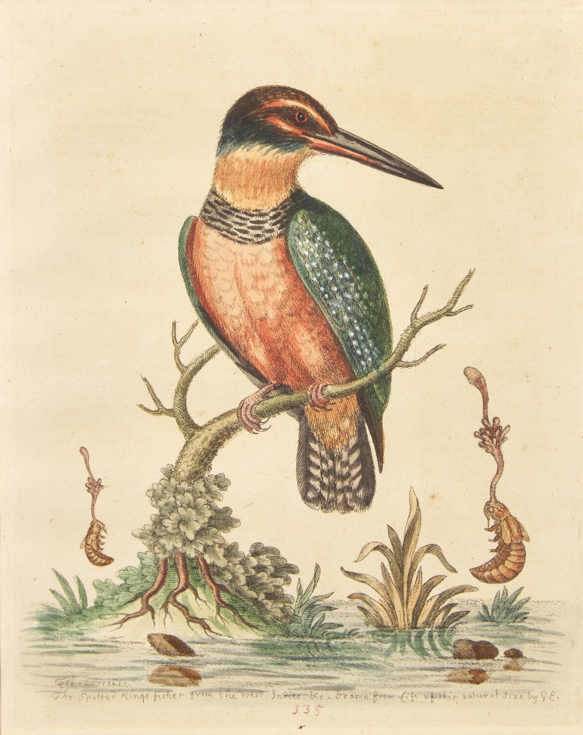 George Edwards (English, 1694-1773), A Set of Twelve Framed Hand-Colored Engravings Depicting Various Birds