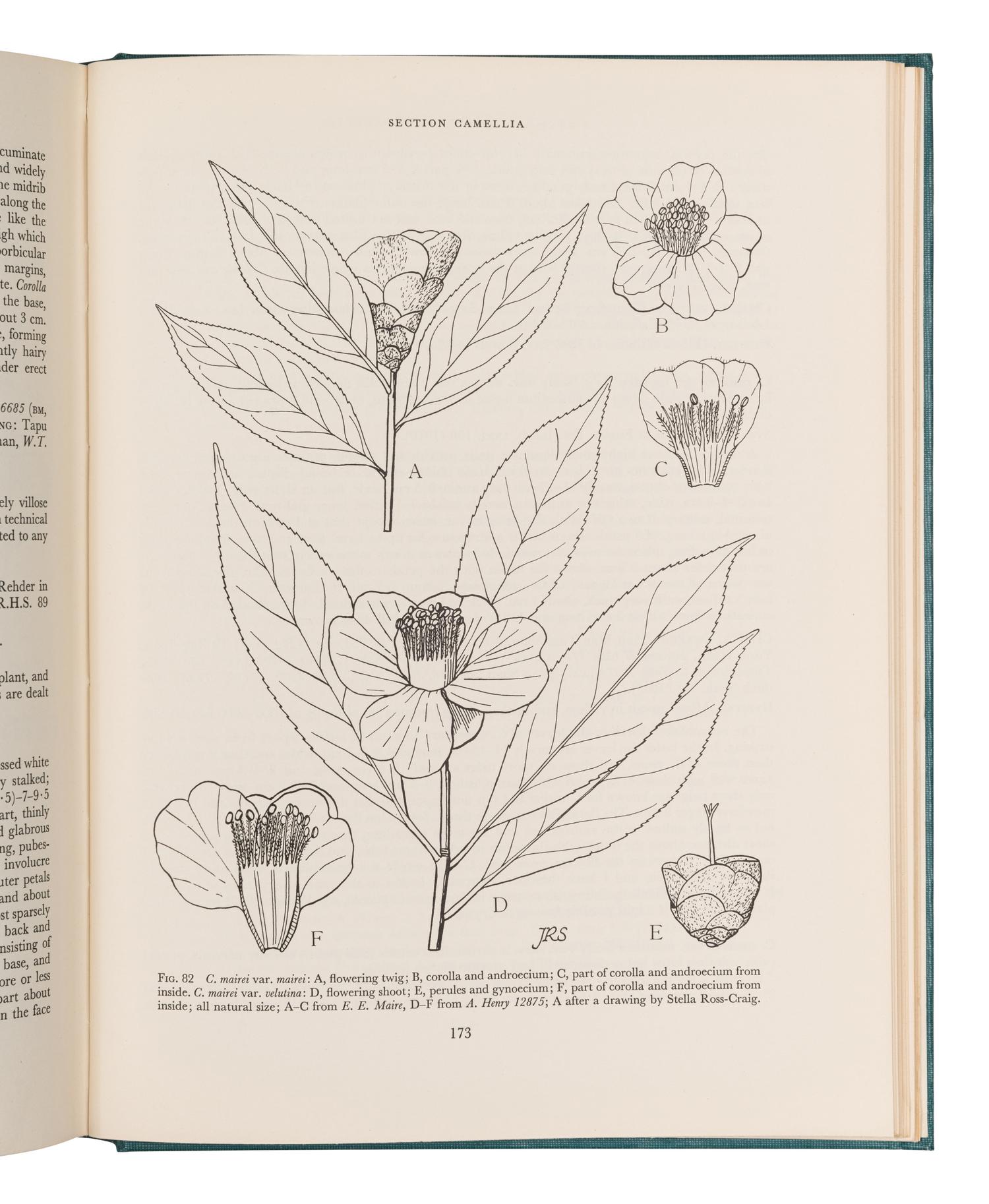 [FLOWERING PLANTS]. A group of 10 works, including: