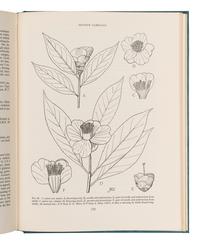 [FLOWERING PLANTS]. A group of 10 works, including: