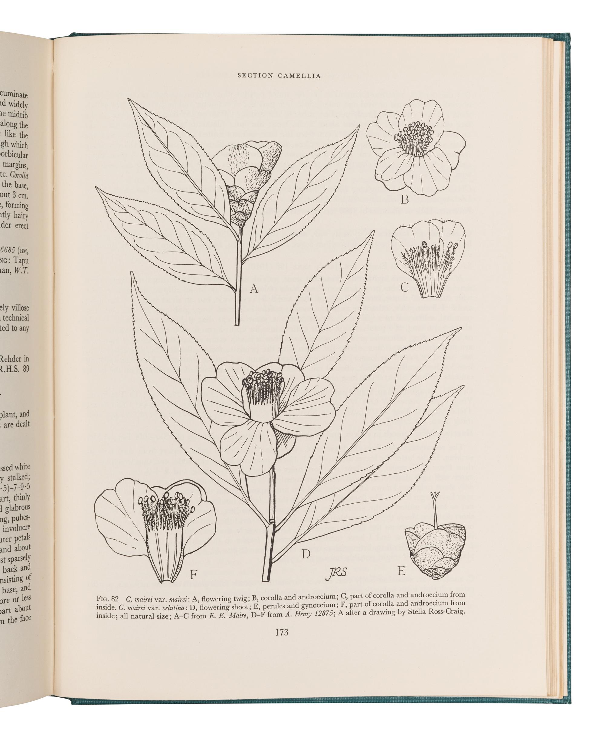 [FLOWERING PLANTS]. A group of 10 works, including: