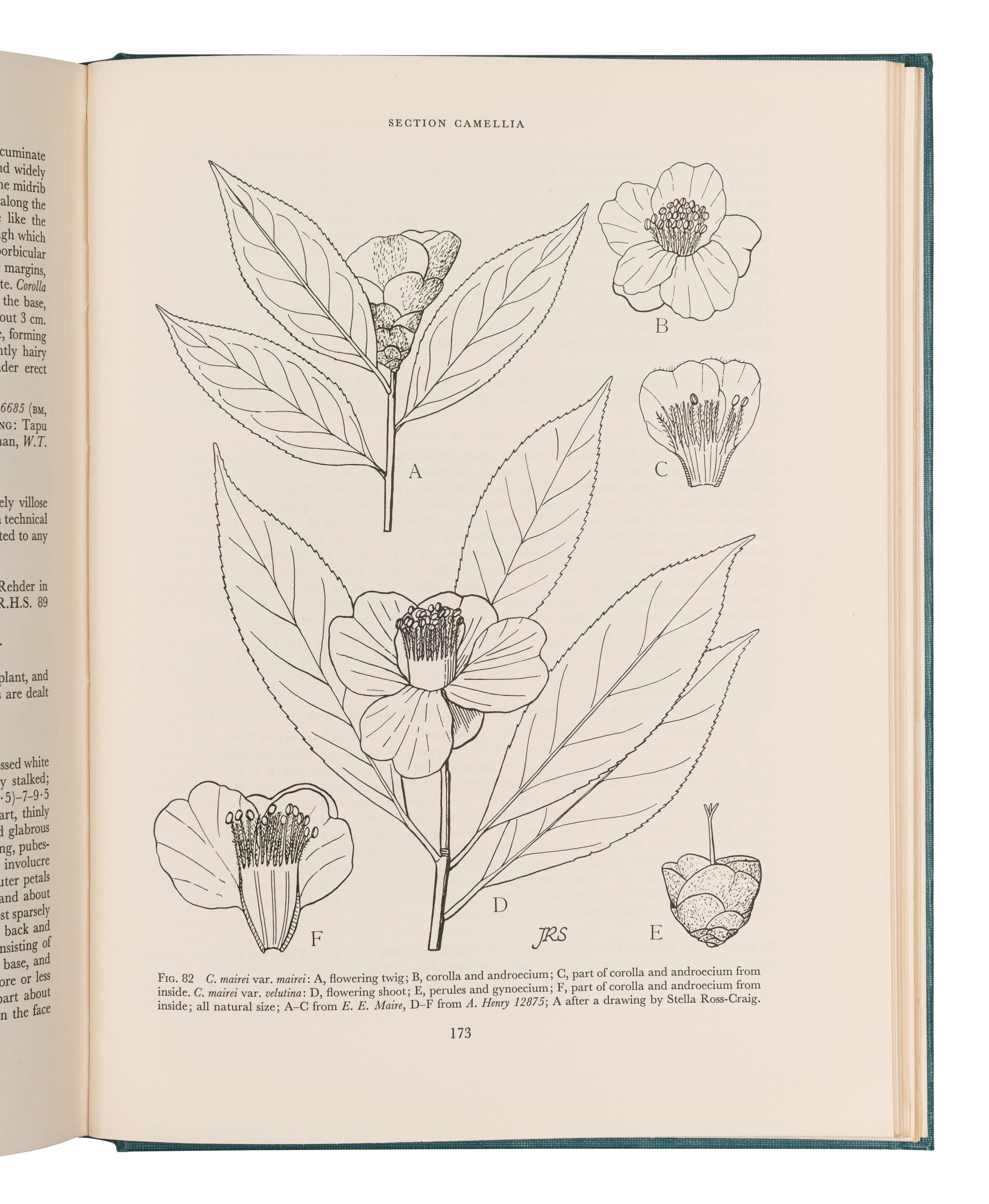 [FLOWERING PLANTS]. A group of 10 works, including: