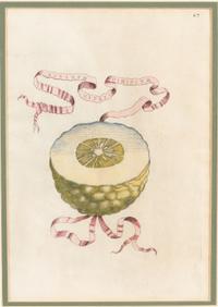 Three Hand Colored Citrus Fruit Engravings