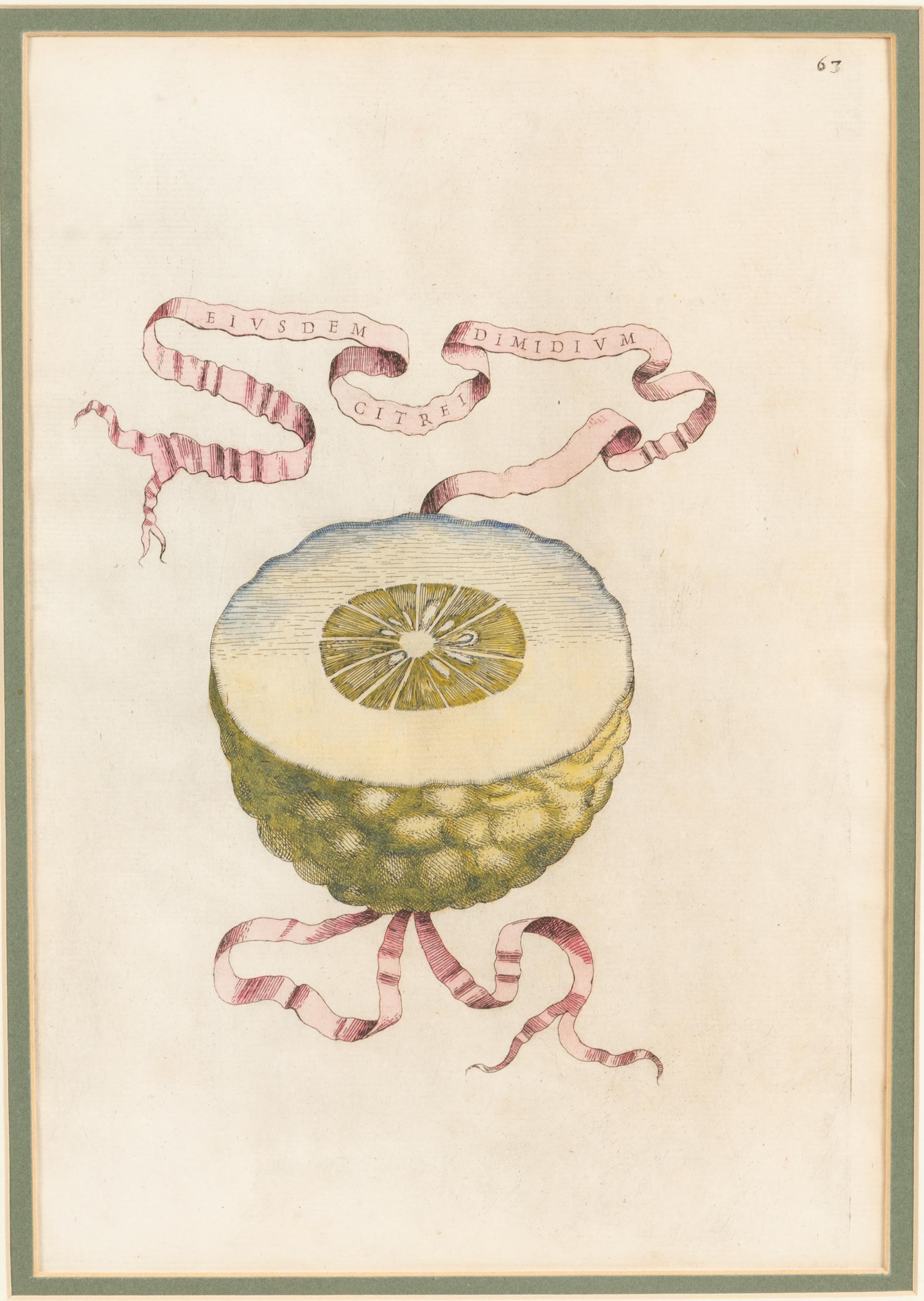 Three Hand Colored Citrus Fruit Engravings