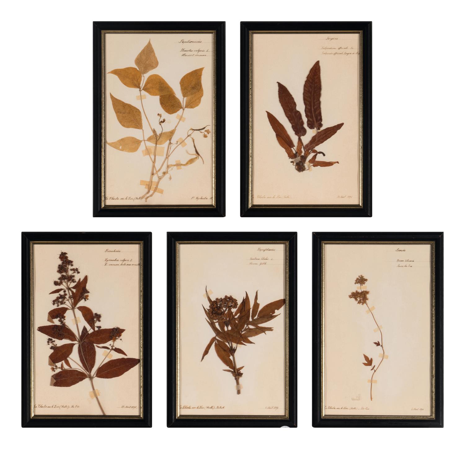 A Set of Forty-Six French Framed Botanical Specimens