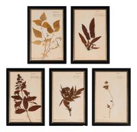 A Set of Forty-Six French Framed Botanical Specimens