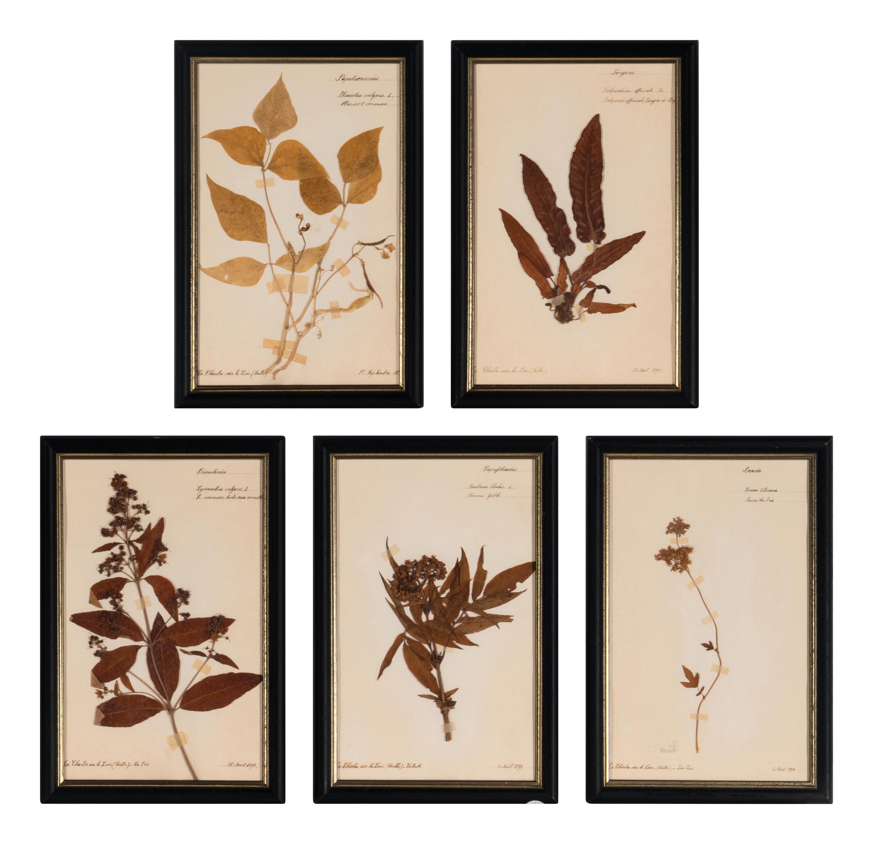 A Set of Forty-Six French Framed Botanical Specimens