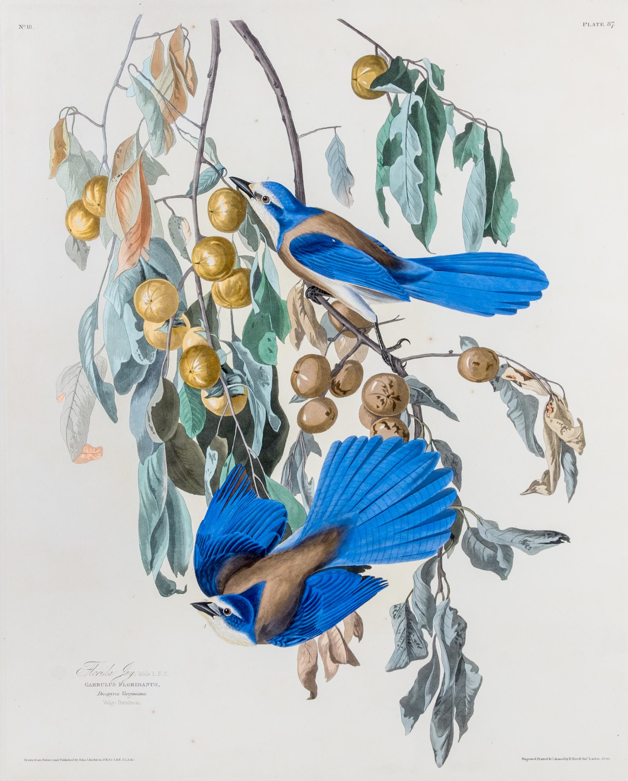 (AUDUBON, JOHN JAMES after) HAVELL, ROBERT. Florida Jay, Garrulus Floridianus, plate 87, no. 18.