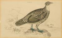 A Group of Nine Ornithological Prints — 19TH/20TH CENTURY