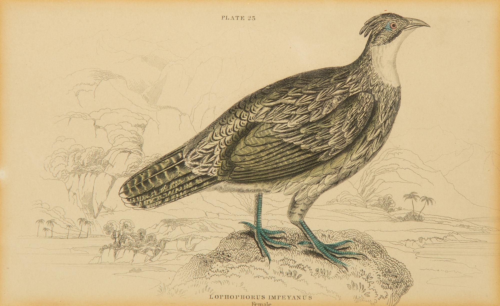A Group of Nine Ornithological Prints — 19TH/20TH CENTURY