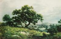 Big Tree