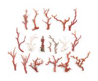 A Large Collection of Coral Branch Specimens