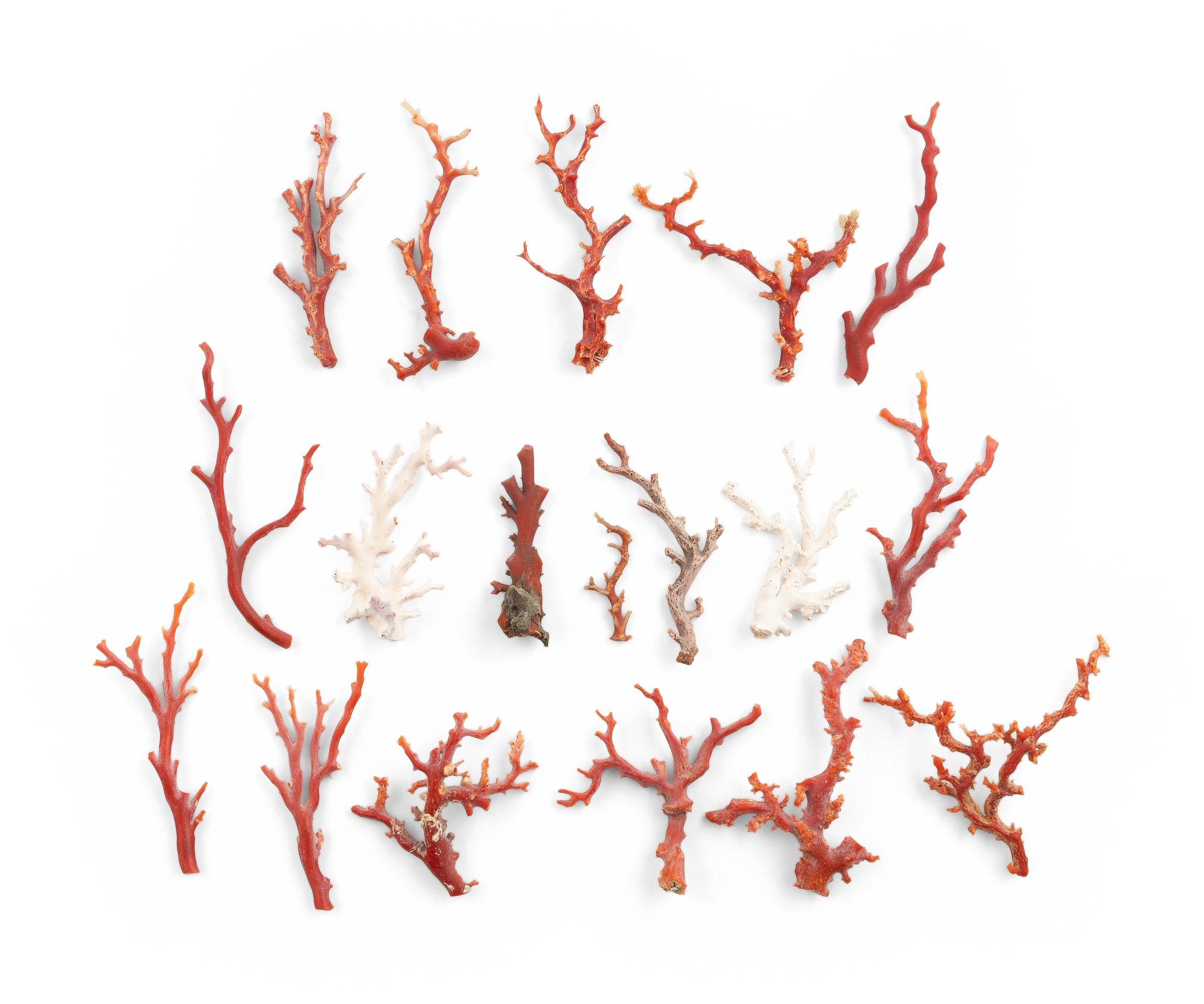 A Large Collection of Coral Branch Specimens