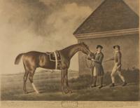 A Set of Four Equestrian Prints
