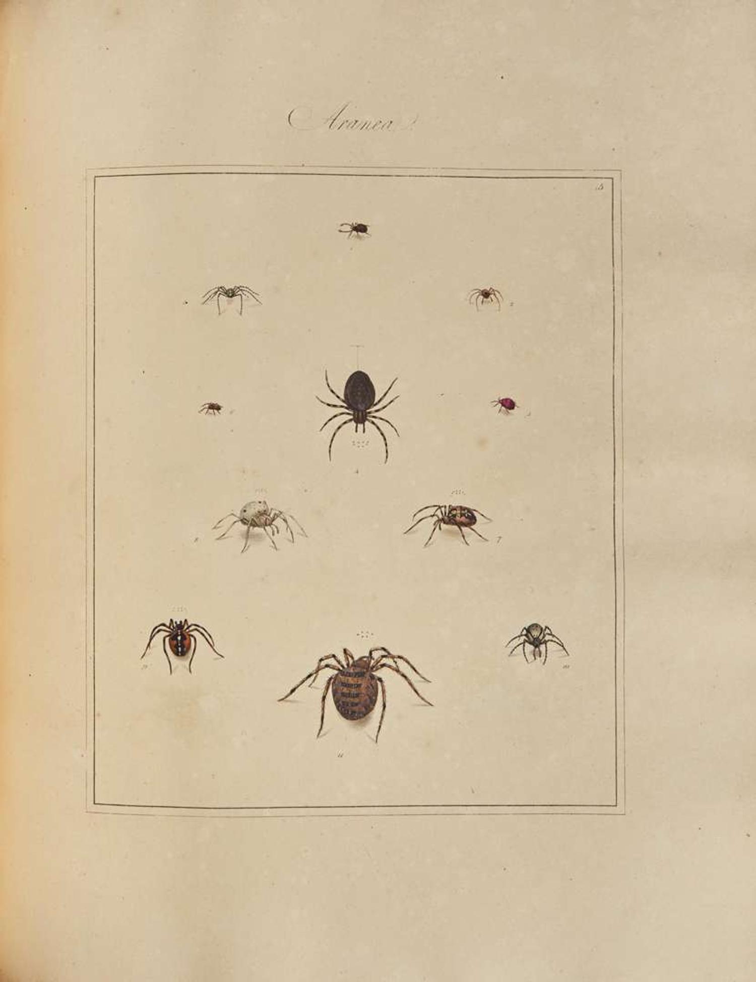 [Natural History] Martyn, Thomas: Aranei, or a Natural History of Spiders...