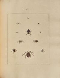 [Natural History] Martyn, Thomas: Aranei, or a Natural History of Spiders...