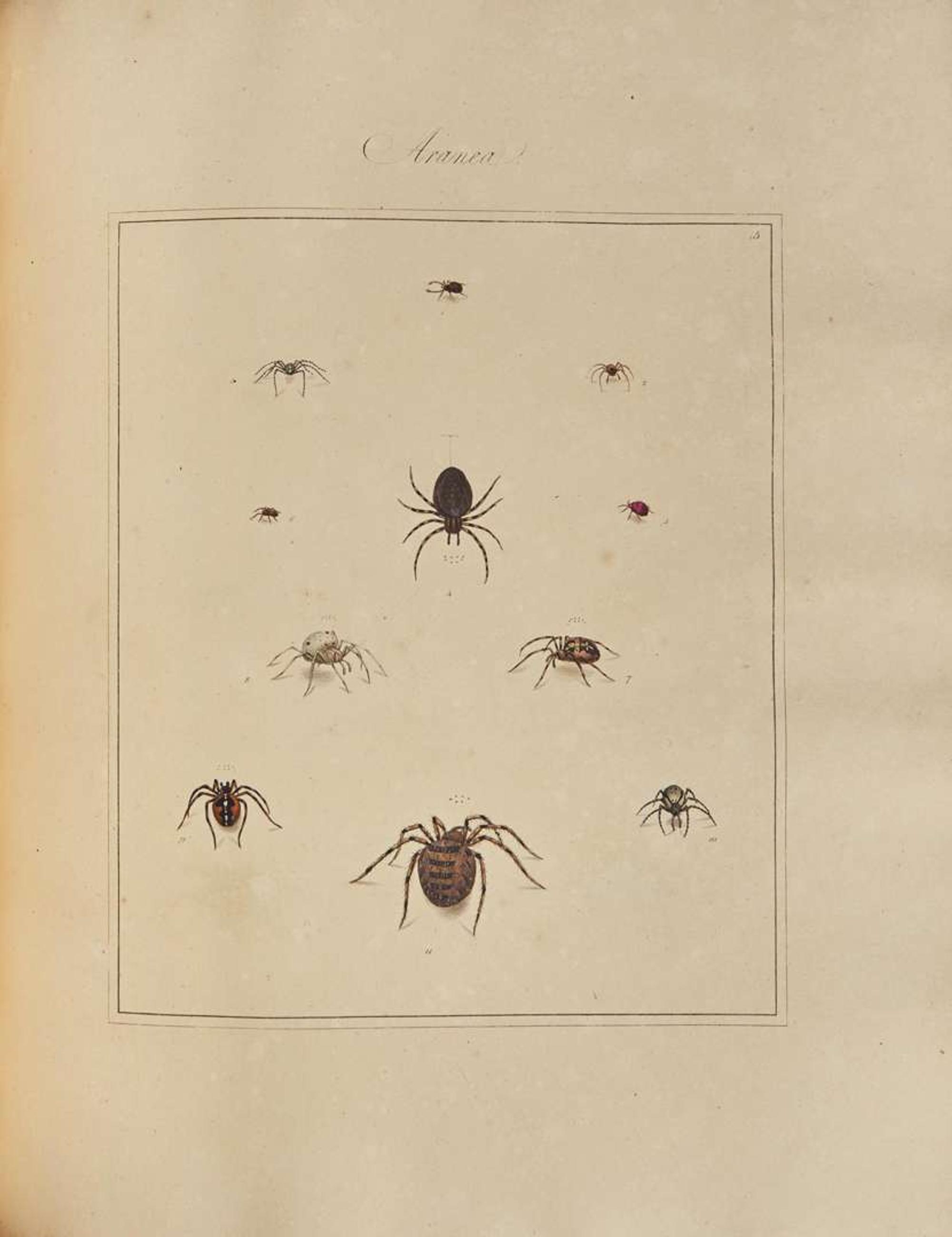[Natural History] Martyn, Thomas: Aranei, or a Natural History of Spiders...
