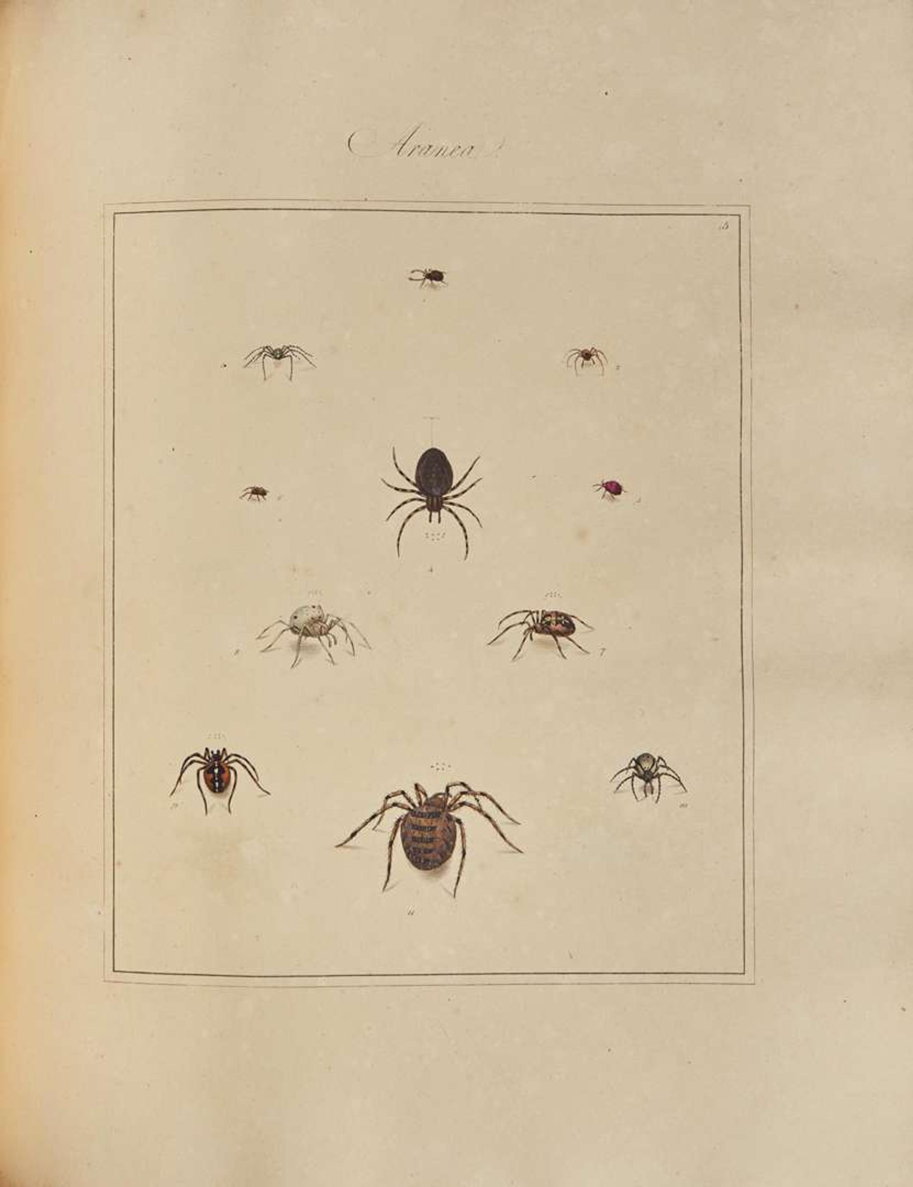 [Natural History] Martyn, Thomas: Aranei, or a Natural History of Spiders...